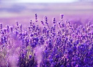 Lavanda: benefícios e propriedades terapêuticas