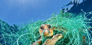 Cerca de 8 milhões de toneladas de plásticos chegam aos oceanos anualmente