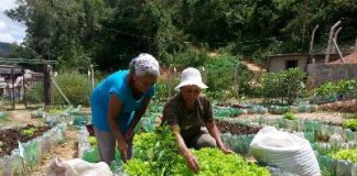 IBGE revela que a cada ano mais brasileiros produzem sua própria comida