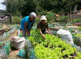 IBGE revela que a cada ano mais brasileiros produzem sua própria comida