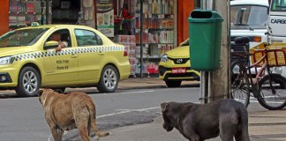 Cerca de 30 milhões de animais abandonados vagueiam pelas ruas do Brasil