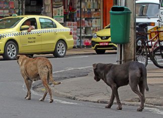 Cerca de 30 milhões de animais abandonados vagueiam pelas ruas do Brasil