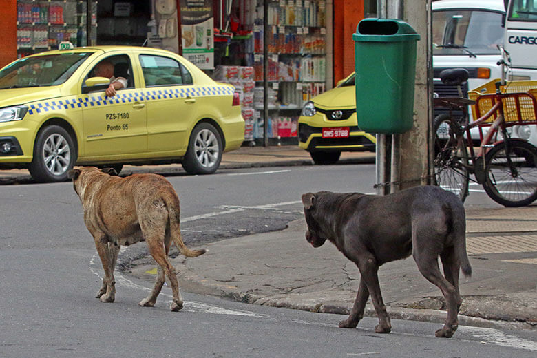 Cerca de 30 milhões de animais abandonados vagueiam pelas ruas do Brasil