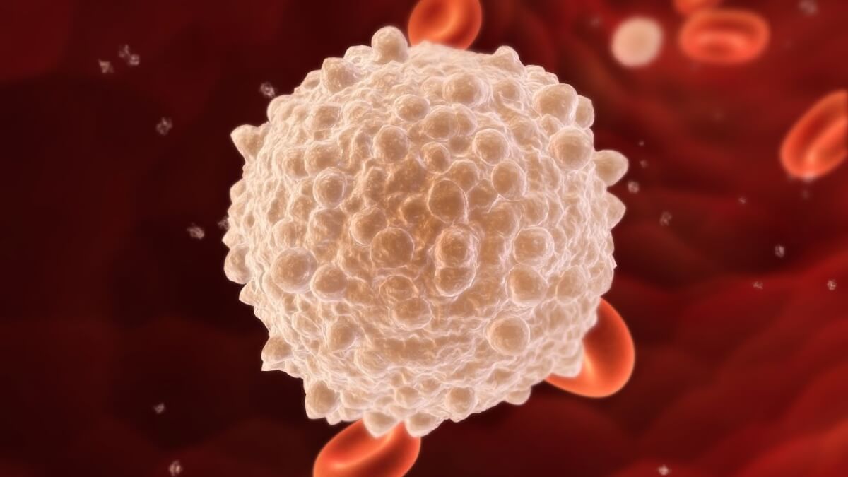 leucócitos - Apesar do avanço nas pesquisas, a taxa de morte por leucemia segue alta
