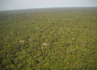 Conheça o manual de cura editado por índios brasileiros que resgata o poder ancestral da nossa fitoterapia