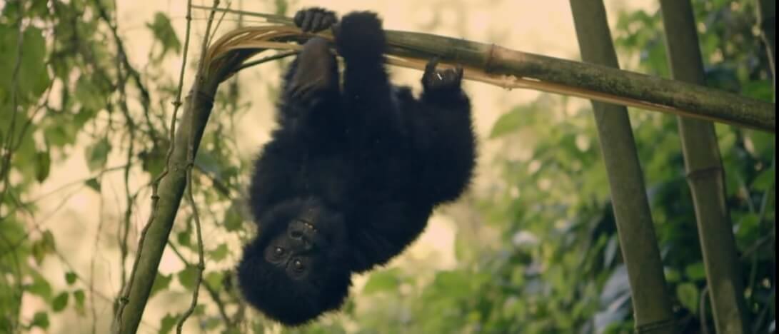 revistaecosdapaz.com - 9 documentários imperdíveis na Netflix sobre a nossa relação com a natureza