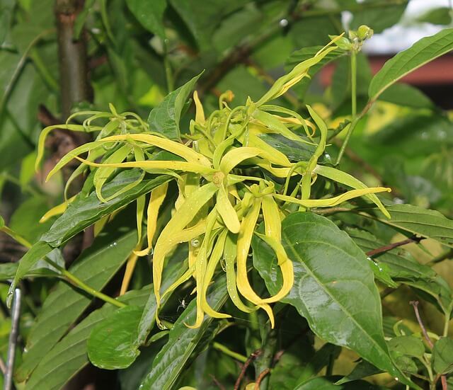 ylang ylang flower 1118057 640 - Aromaterapia: 7 óleos essenciais para se ter em casa
