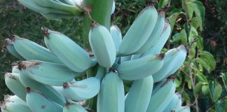 Banana, uma fruta poderosa nas versões amarela, verde e azul