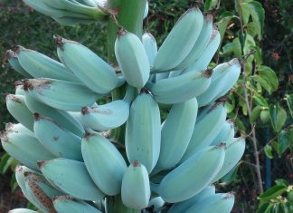 Banana, uma fruta poderosa nas versões amarela, verde e azul