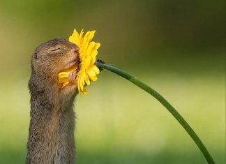 Fotógrafos da natureza, os profissionais que capturam o extraordinário e “fofurices”