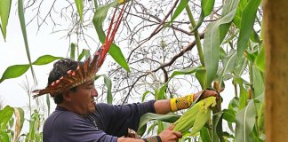 A importância dos povos indígenas na preservação da biodiversidade