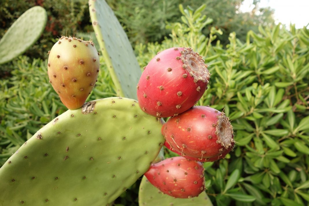 Mexicanos criam couro orgânico a partir de cactos e no Brasil a exploração de um novo ciclo da borracha