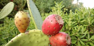Mexicanos criam couro orgânico a partir de cactos e no Brasil a exploração de um novo ciclo da borracha