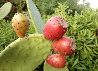 Mexicanos criam couro orgânico a partir de cactos e no Brasil a exploração de um novo ciclo da borracha