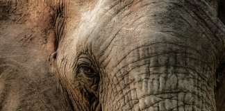 O olhar dos elefantes que despertou a paixão de uma ativista