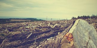 Qual é a política pública para frear o desmatamento na Amazônia?