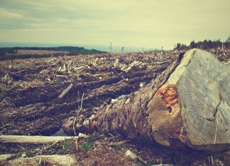 Qual é a política pública para frear o desmatamento na Amazônia?