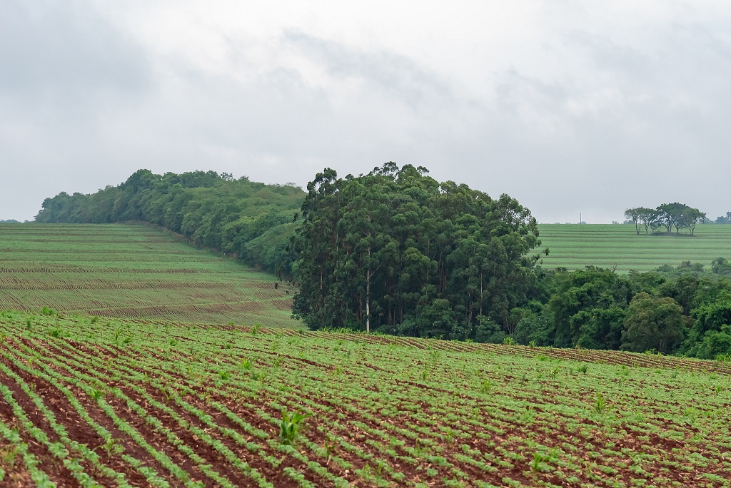 revistaecosdapaz.com - Os projetos da Usina de Itaipu que restauram o meio ambiente e apostam na igualdade social