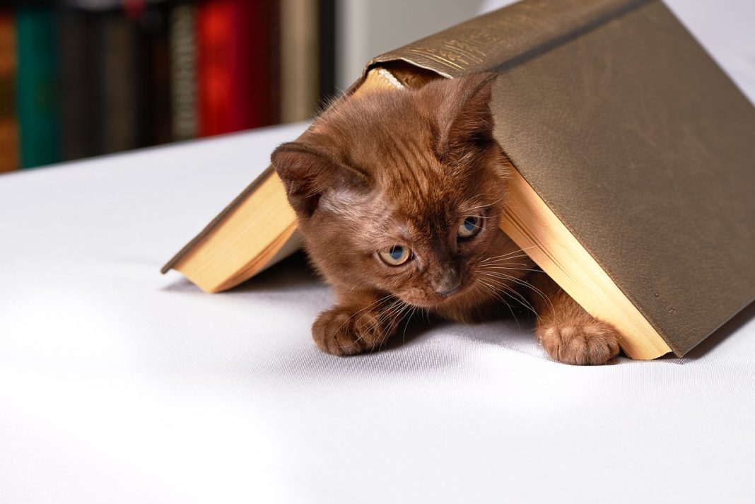 Os gatos e sua inusitada atração por livros