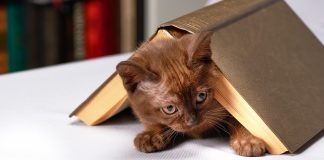 Os gatos e sua inusitada atração por livros