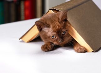 Os gatos e sua inusitada atração por livros
