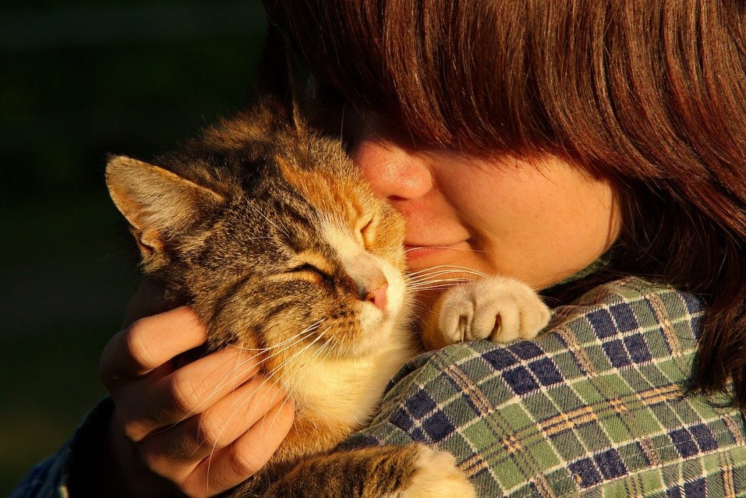 Gatoterapia: os momentos de fofura que ajudam a cuidar da sua saúde