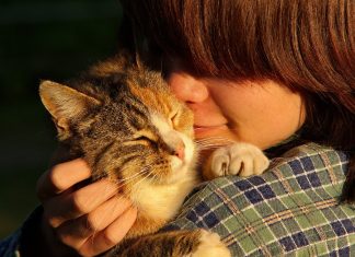 Gatoterapia: os momentos de fofura que ajudam a cuidar da sua saúde