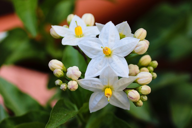 revistaecosdapaz.com - Descubra as propriedades terapêuticas das flores