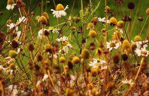 revistaecosdapaz.com - Descubra as propriedades terapêuticas das flores