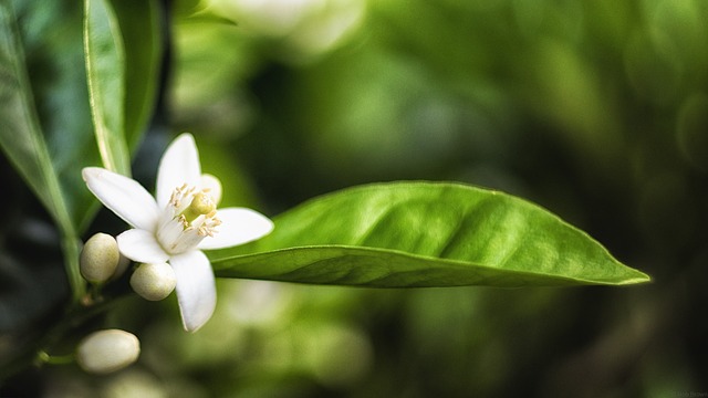 revistaecosdapaz.com - Descubra as propriedades terapêuticas das flores