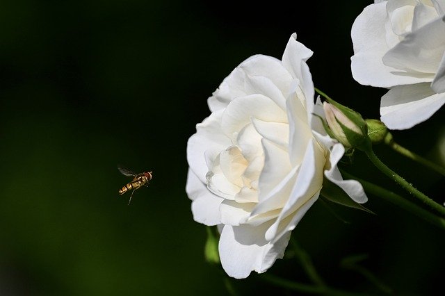 revistaecosdapaz.com - Descubra as propriedades terapêuticas das flores