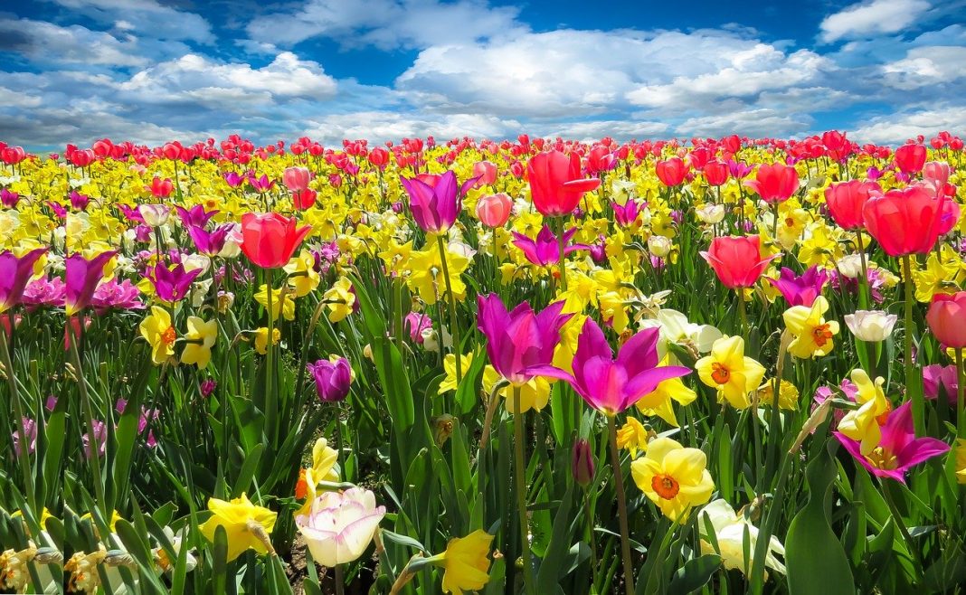 Descubra as propriedades terapêuticas das flores