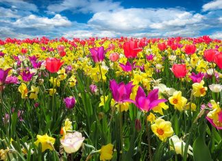 Descubra as propriedades terapêuticas das flores