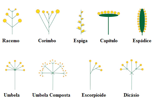 revistaecosdapaz.com - Descubra as propriedades terapêuticas das flores