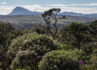 Preservar o Cerrado é garantir o abastecimento de água nas cidades