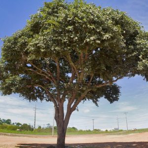 revistaecosdapaz.com - As cascas das árvores também mostram a sua força de cura