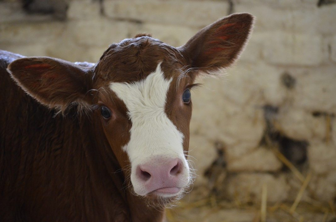 A história da vaca que nos inspira a seguir em frente