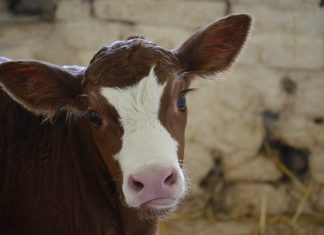 A história da vaca que nos inspira a seguir em frente