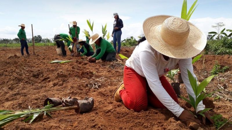 revistaecosdapaz.com - Mapeamento inédito revela 2,7 mil projetos de reflorestamento na Amazônia